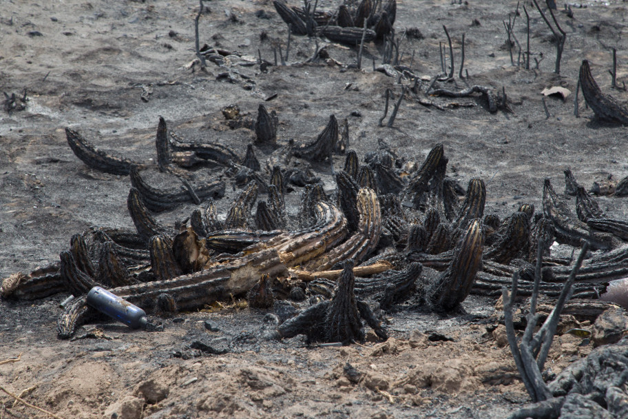 imagen Así quedó el Cerro Arco después del incendio