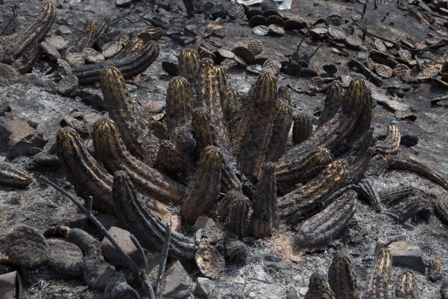 imagen Así quedó el Cerro Arco después del incendio