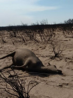 Sin lluvias es difícil apagar las llamas en Alvear