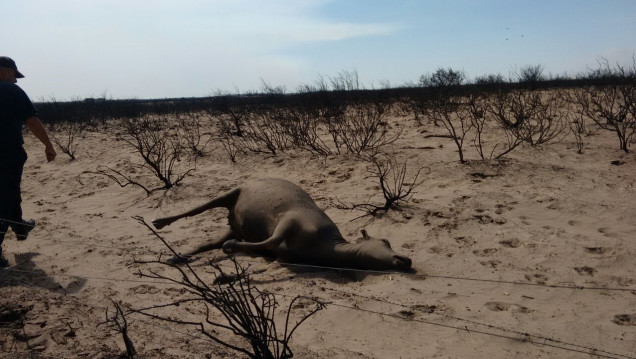 imagen Sin lluvias es difícil apagar las llamas en Alvear