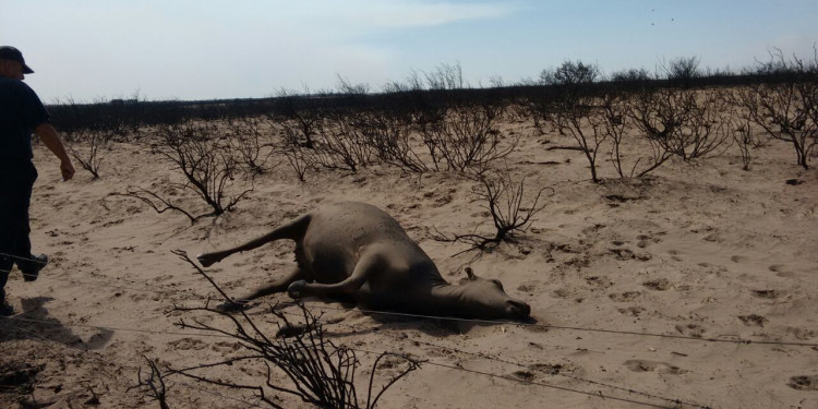 Sin lluvias es difícil apagar las llamas en Alvear