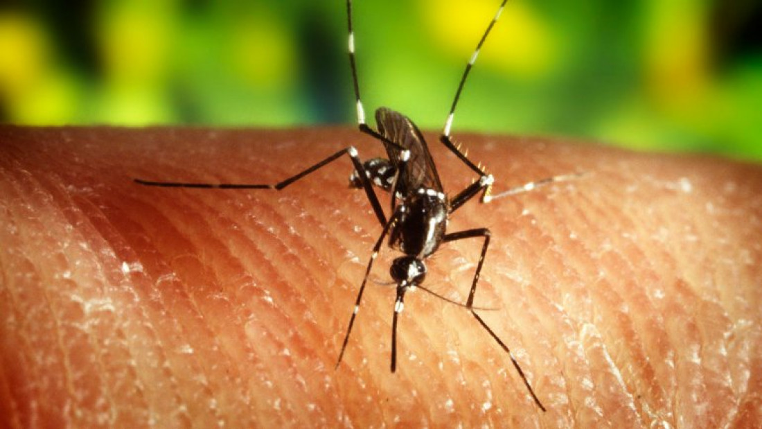  En 18 meses comenzarán las pruebas de una vacuna contra el zika
