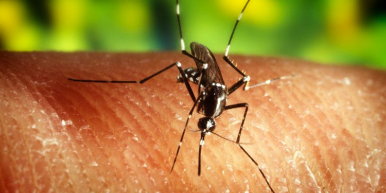 En 18 meses comenzarán las pruebas de una vacuna contra el zika