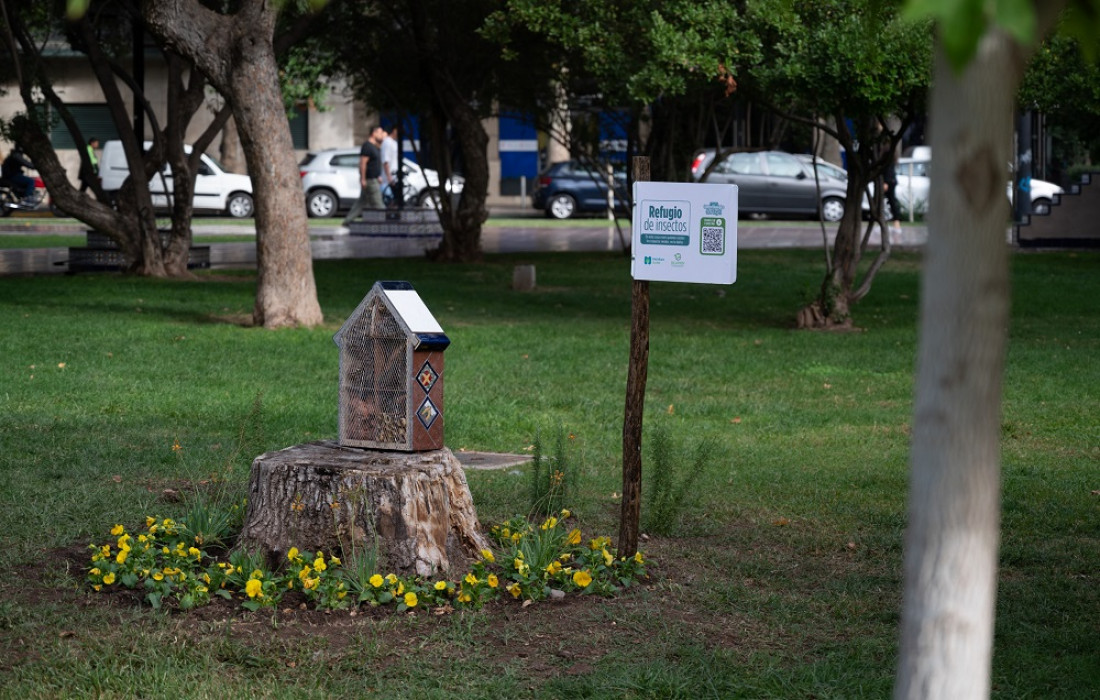 "Casitas" para insectos: nueva estrategia para control biológico de plagas 