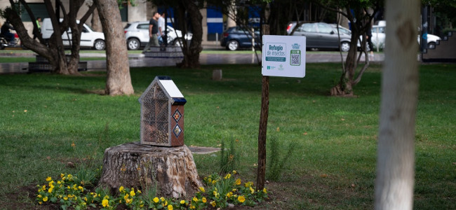 "Casitas" para insectos: nueva estrategia para control biológico de plagas 