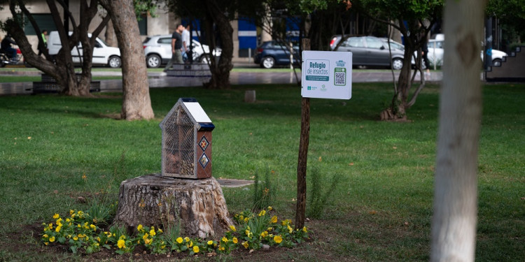 "Casitas" para insectos: nueva estrategia para control biológico de plagas 