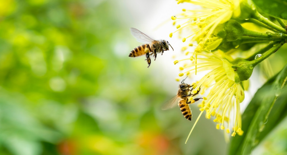 Mariposas, luciérnagas y abejas, los insectos más amenazados del país