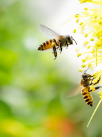 Mariposas, luciérnagas y abejas, los insectos más amenazados del país