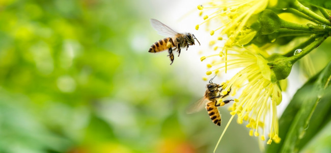 Mariposas, luciérnagas y abejas, los insectos más amenazados del país