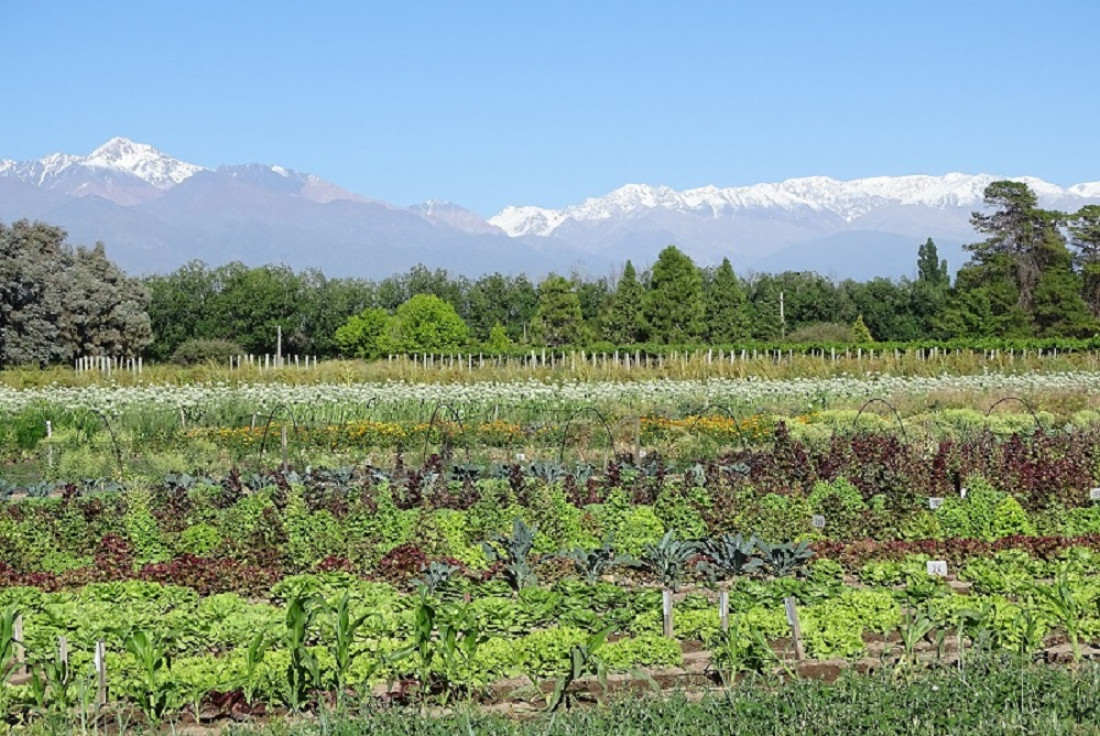 La agricultura regenerativa se extiende en la región de Cuyo