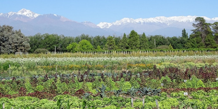 La agricultura regenerativa se extiende en la región de Cuyo