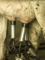 El INTA desarrolló la primera vacuna del mundo contra el virus de la Leucosis Bovina