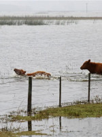 Las inundaciones afectan casi un tercio de la producción agropecuaria