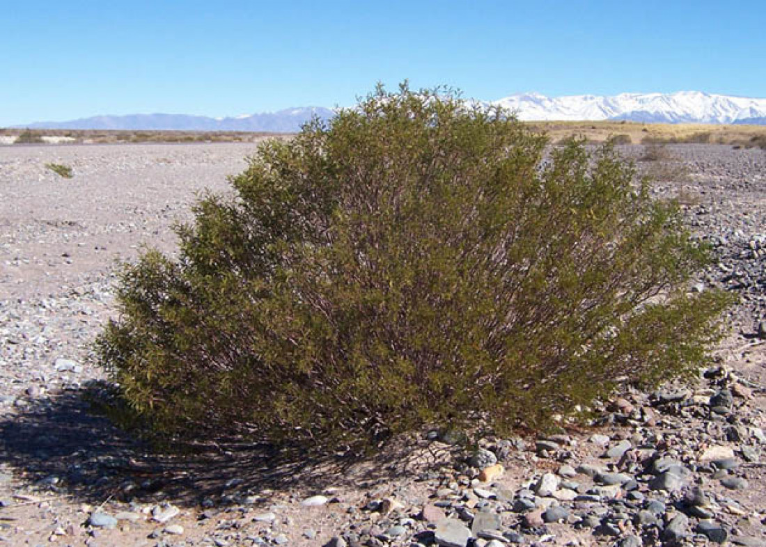 "La jarilla es uno de los aromas mágicos de América"