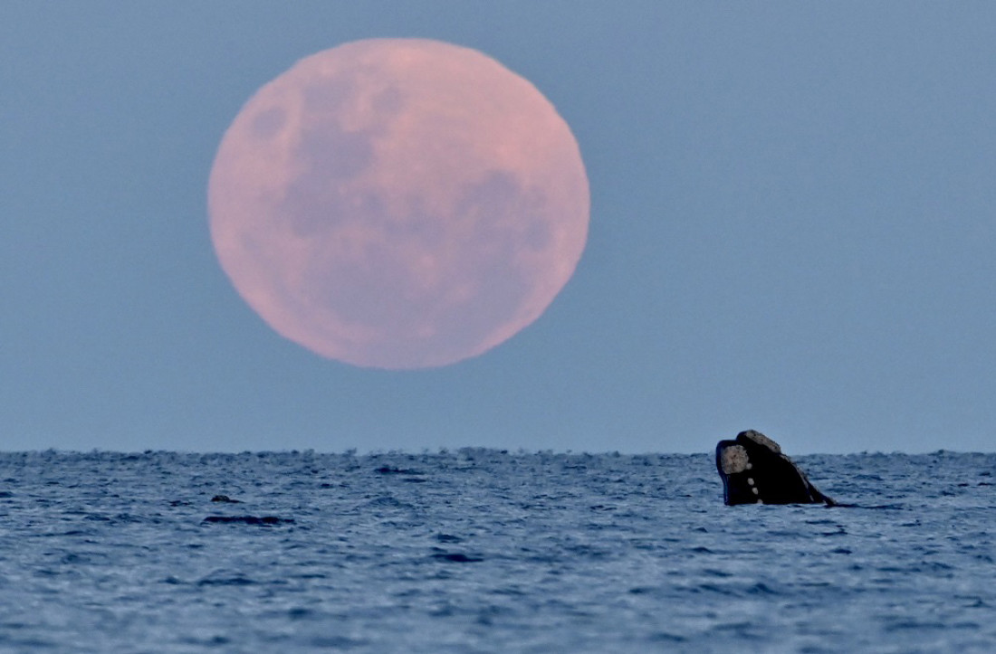 La superluna del ciervo, más grande y luminosa, ya puede verse en Argentina