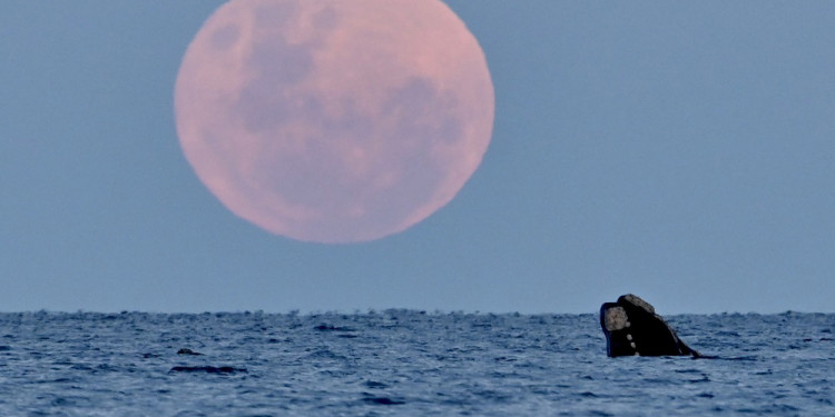 La superluna del ciervo, más grande y luminosa, ya puede verse en Argentina