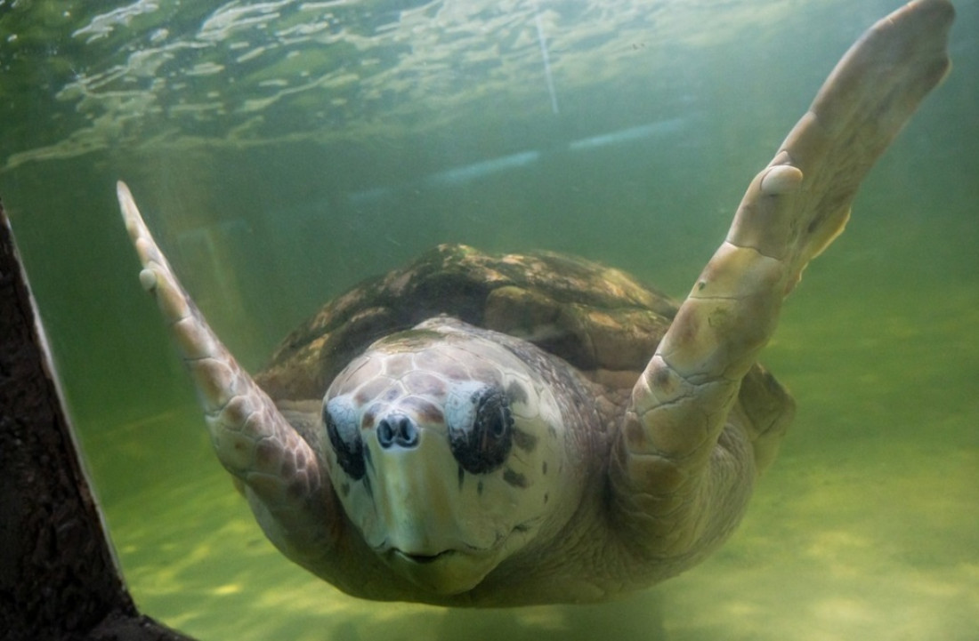 Para quienes defienden al tortugo Jorge, trasladarlo a un acuario de Mar del Plata "es una locura" 