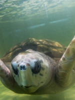 Para quienes defienden al tortugo Jorge, trasladarlo a un acuario de Mar del Plata "es una locura" 