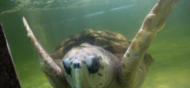 Para quienes defienden al tortugo Jorge, trasladarlo a un acuario de Mar del Plata "es una locura" 