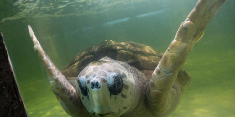 Para quienes defienden al tortugo Jorge, trasladarlo a un acuario de Mar del Plata "es una locura" 