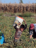 Hoy es el Día Mundial contra el Trabajo Infantil