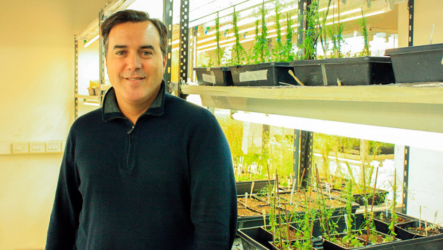 imagen Investigan moléculas de raíces para desarrollar plantas "superadaptables" al clima