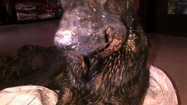 imagen Otro caso de maltrato animal