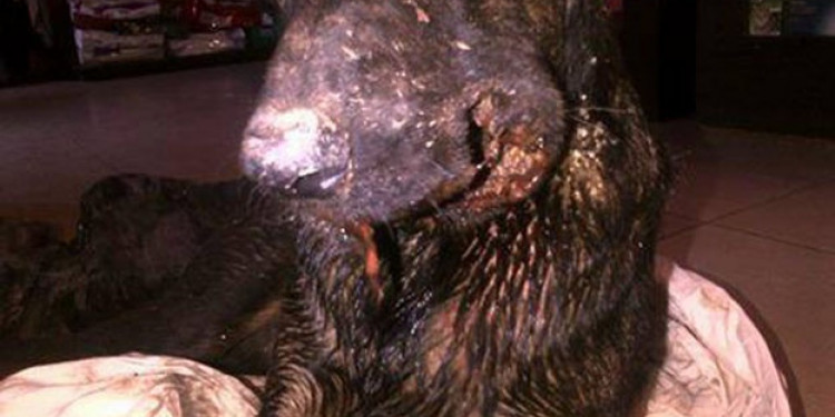 Otro caso de maltrato animal