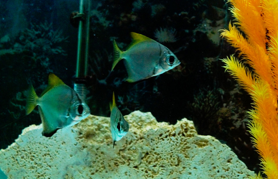 imagen El acuario de Mendoza es el más antiguo del país 