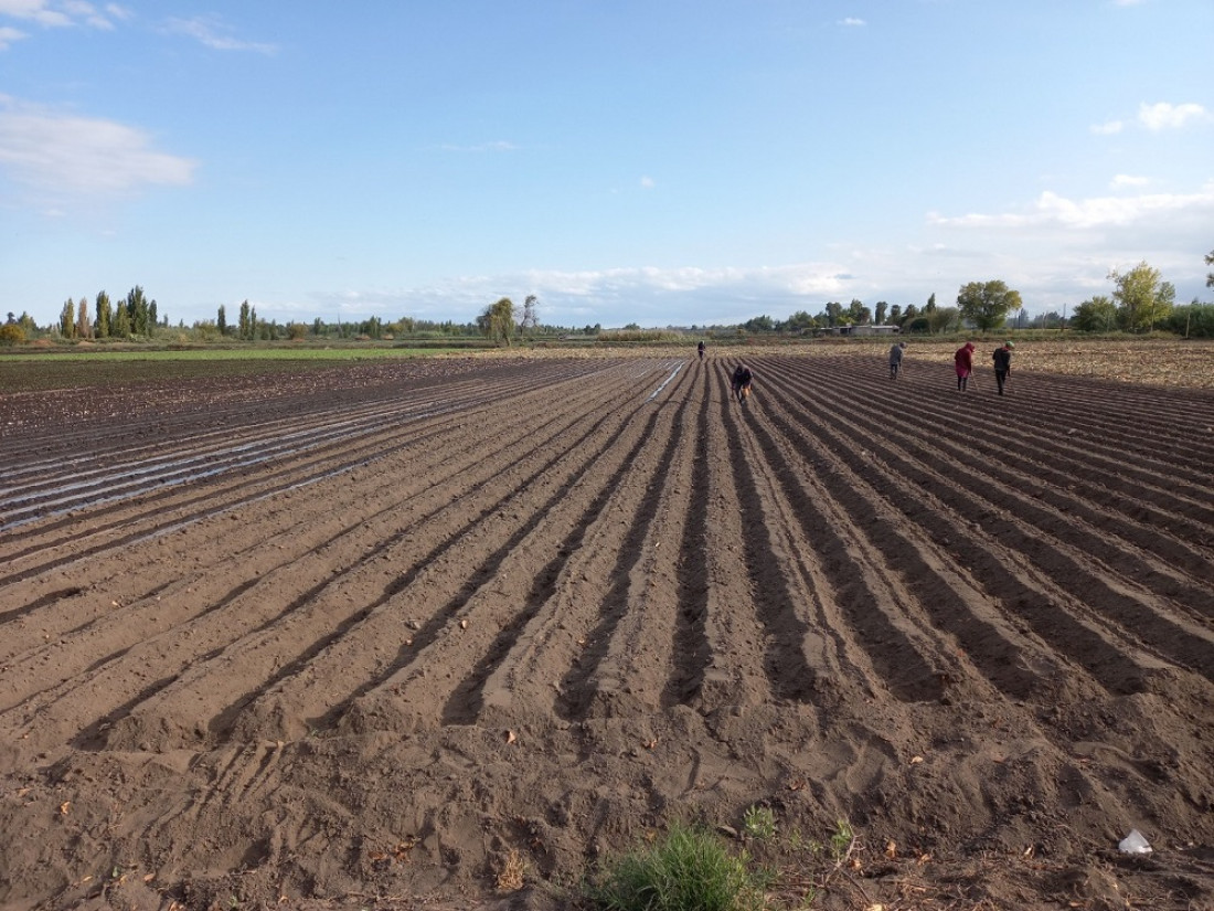 El 96% de quienes cultivan en una zona productiva de Mendoza utiliza agroquímicos peligrosos