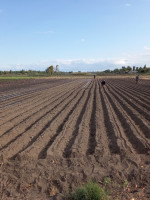 El 96% de quienes cultivan en una zona productiva de Mendoza utiliza agroquímicos peligrosos