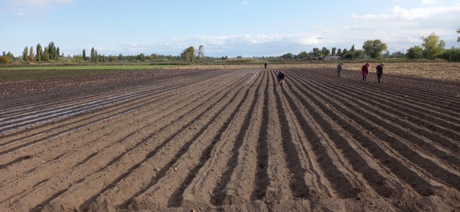 El 96% de quienes cultivan en una zona productiva de Mendoza utiliza agroquímicos peligrosos