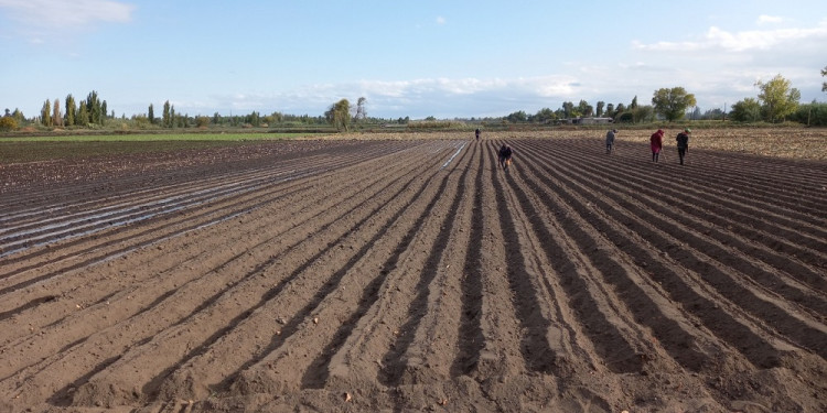 El 96% de quienes cultivan en una zona productiva de Mendoza utiliza agroquímicos peligrosos