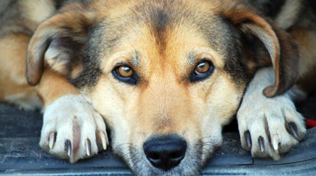 "Los perros no son una mascota; son amigos de la familia y seres que sienten"