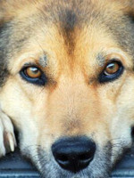 "Los perros no son una mascota; son amigos de la familia y seres que sienten"