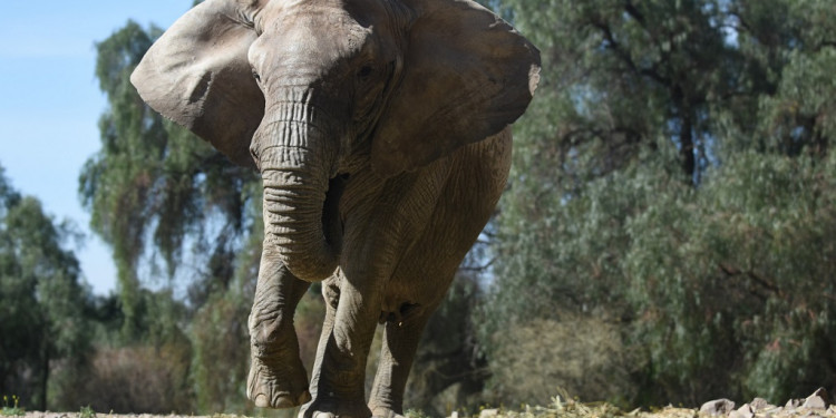 Preparan el traslado de la elefanta Kenia para su reencuentro con Pocha y Guillermina en Brasil