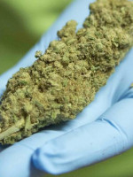 Aceite de cannabis: "Es necesario que se legalice en Mendoza su uso terapéutico"