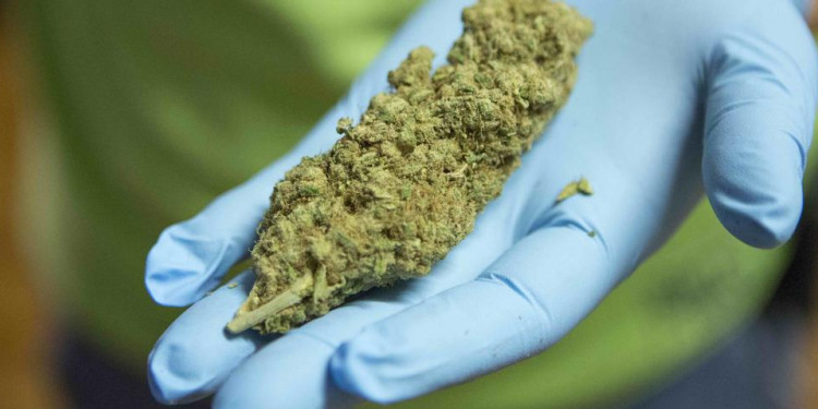 Aceite de cannabis: "Es necesario que se legalice en Mendoza su uso terapéutico"