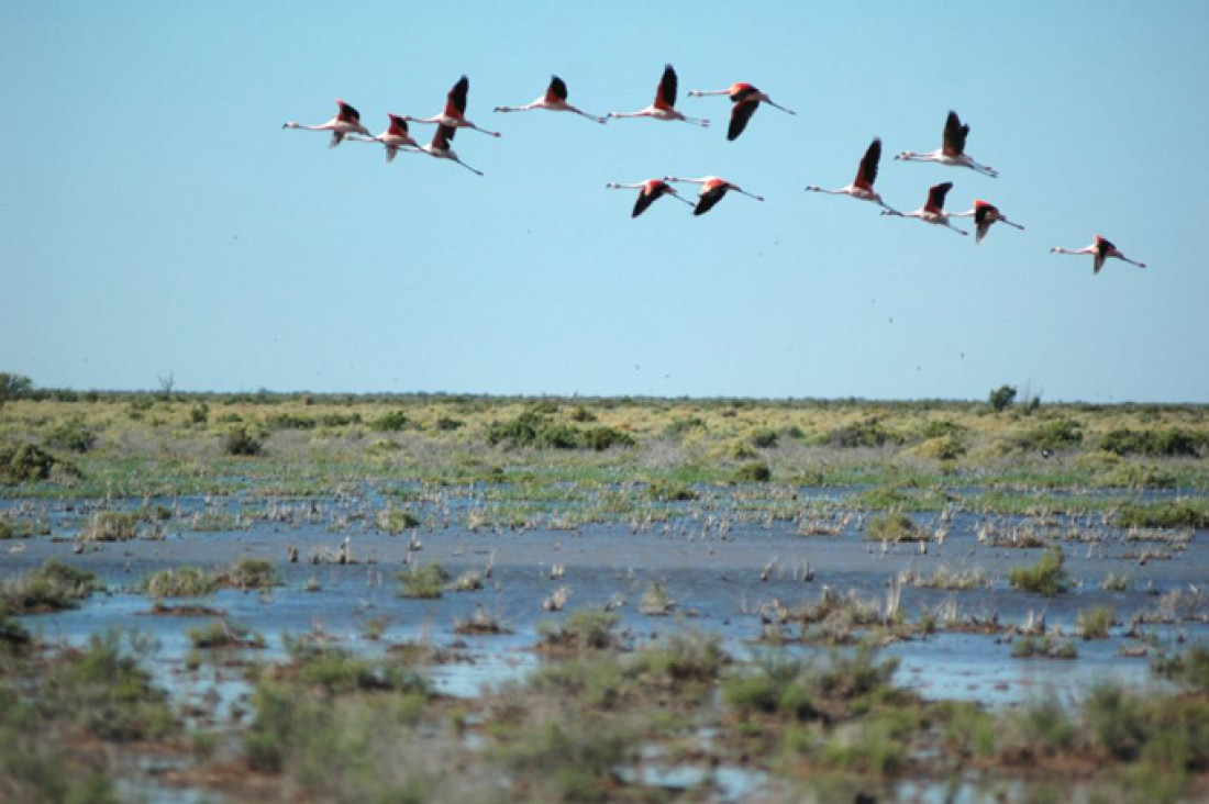 En el día de las lagunas de Llancanelo y Guanacache