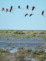 En el día de las lagunas de Llancanelo y Guanacache