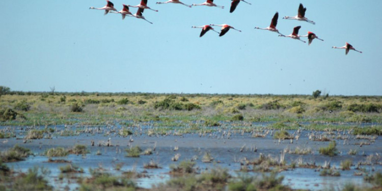En el día de las lagunas de Llancanelo y Guanacache