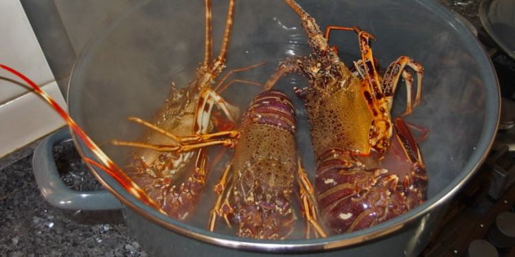 Exigen "aturdir" a las langostas antes de cocinarlas para que no sufran