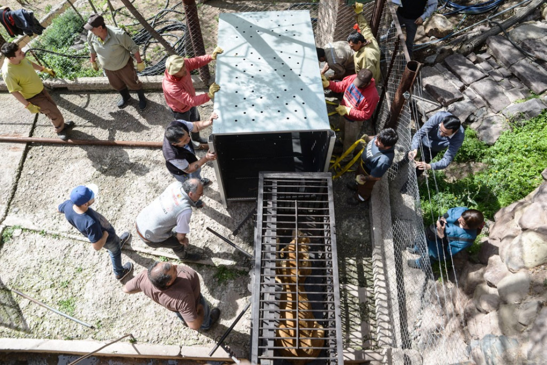 Ya no quedan leones en Mendoza