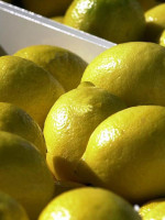 Dos de cada diez limones que se consumen en el mundo se producen en Argentina