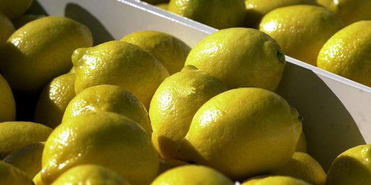 Dos de cada diez limones que se consumen en el mundo se producen en Argentina