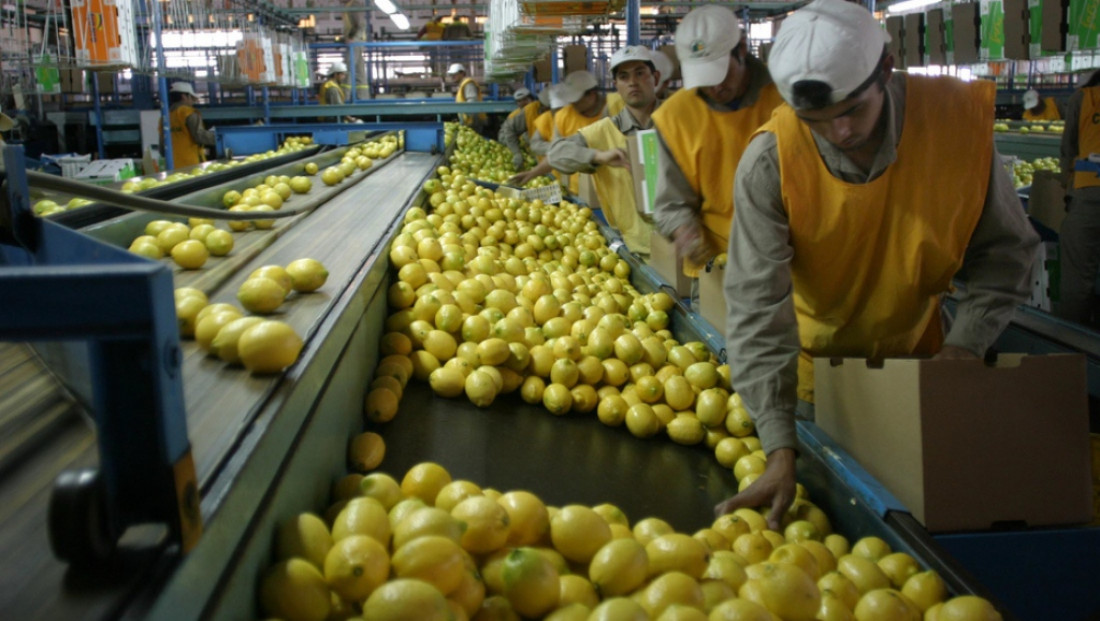 Limones per tutti: después de ocho años, la Argentina vuelve a exportarlos a Brasil