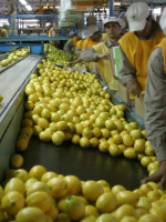 Limones per tutti: después de ocho años, la Argentina vuelve a exportarlos a Brasil