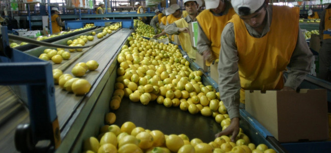 Limones per tutti: después de ocho años, la Argentina vuelve a exportarlos a Brasil