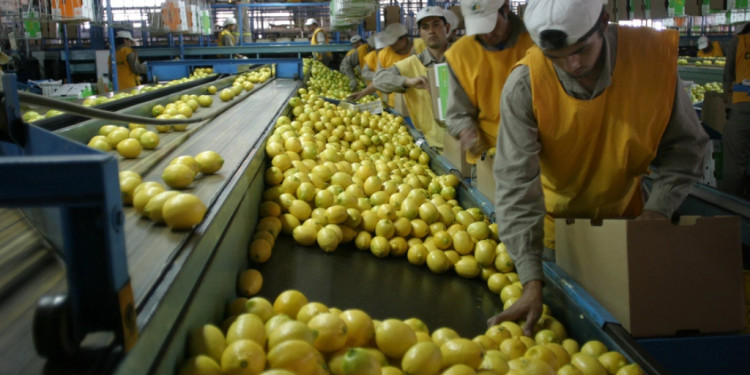 Limones per tutti: después de ocho años, la Argentina vuelve a exportarlos a Brasil