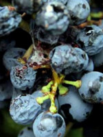 Lobesia: los pequeños productores quieren quedar exentos del pago